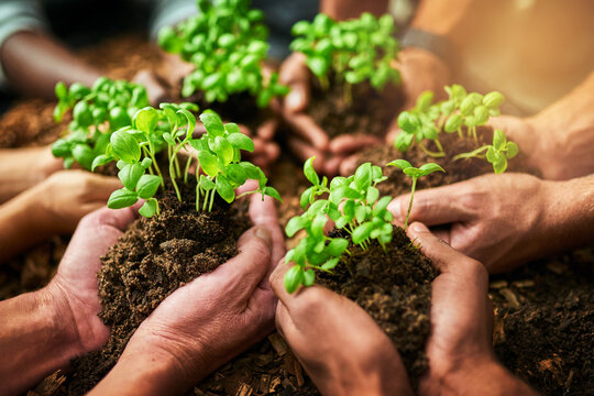 Nurturing Growth As A Unit. Cropped Shot Of A Group Of People Holding Plants Growing Out Of Soil.