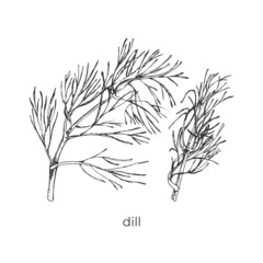 363_Dill sprig outline on white background, aromatherapy, symbol, spice sign