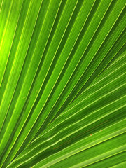 Coconut leaf texture close up green leaf