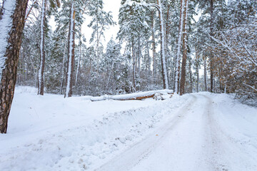 Fototapeta premium A road in a beautiful snow-covered forest