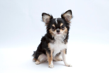 black and tan cream long coated Chihuahua isolated over white background