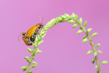 A pair of cucurbit leaf beetles mating on a wildflower. This insect has the scientific name...