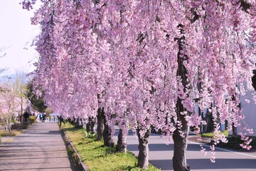 日中線の枝垂れ桜並木