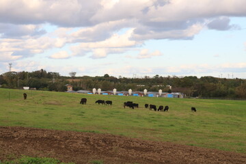 Obraz premium 草を食べる牛たち。 牧場のたくさんの牛。広大な自然 