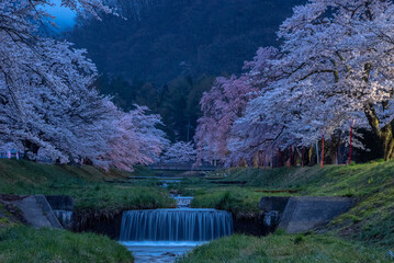 夜明け直前の観音寺川の桜並木