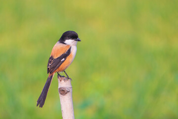 Long tail shrike (Lanius tephronotus) sits on a stick. seen in a India.
