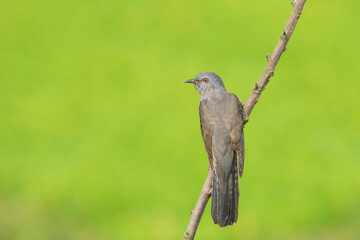 Male Plaintive Cuckoo (Cacomantis merulinus) sitting on branch, seen in a India.
