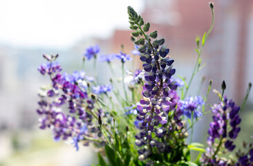 Lupine with purple and blue flowers. Bouquet of lupins, selective focus. Blurred background.