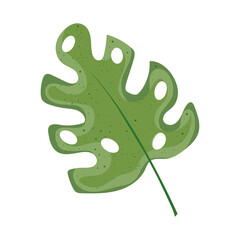 tropical leaf branch