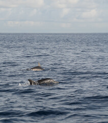 Free dolphins in open sea, Bali
