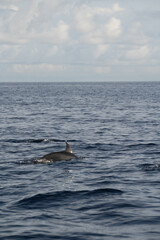 Fototapeta premium Free dolphins in open sea, Bali