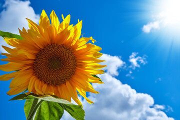 Banner summer time blue sky clouds flower sunflower for design website. Advertising sunflower oil. Background with sunflowers on the background of blue sky.
