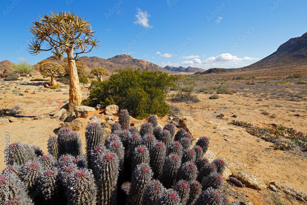 Canvas Prints Desert landscape - South Africa