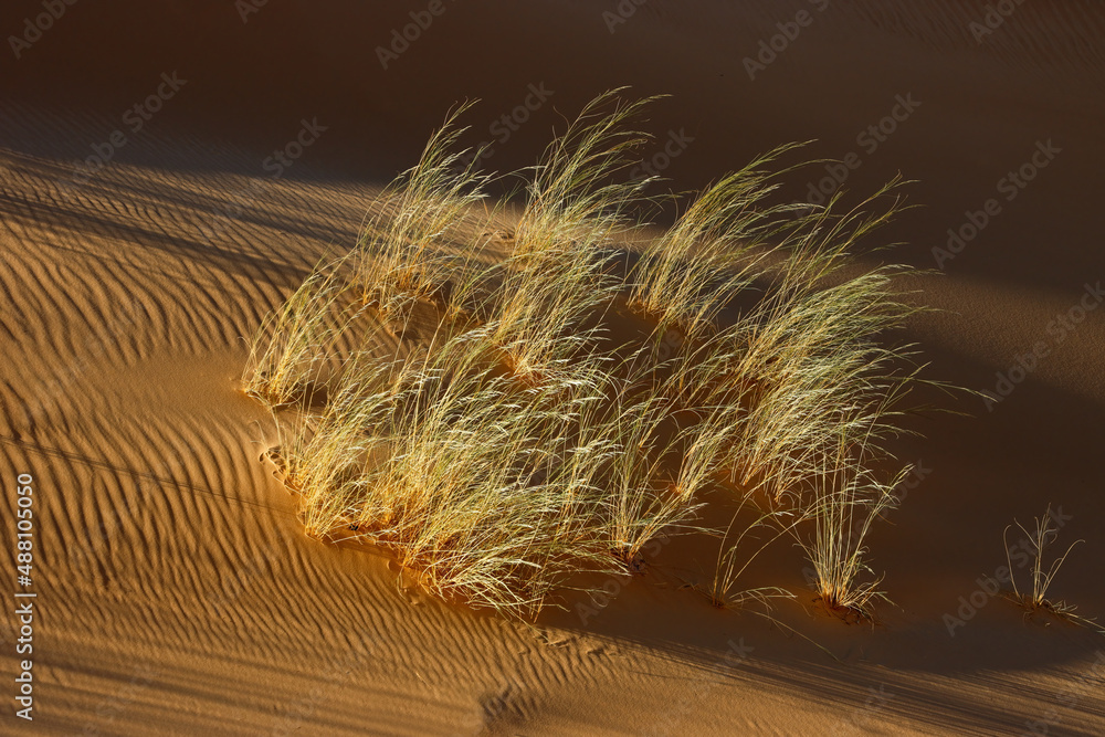 Sticker Grasses on desert sand dune