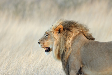 Fototapeta na wymiar Portrait of a big male African lion (Panthera leo), Kalahari desert, South Africa.