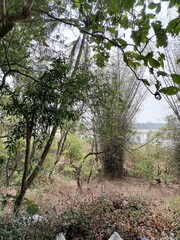 trees in the woods