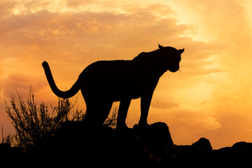 Leopard silhouetted against orange sky