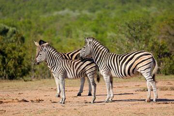 Fototapeta na wymiar Plains zebras - Kruger National Park