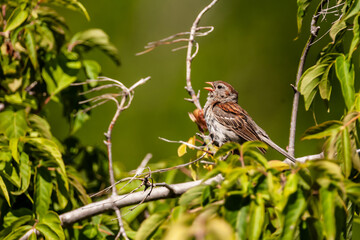 Field Sparrow (Spizella pusilla) singing.