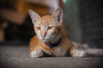Cute orange cat in the garage
