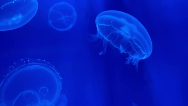 Beautiful transparent jellyfish swimming in seawater moving gently