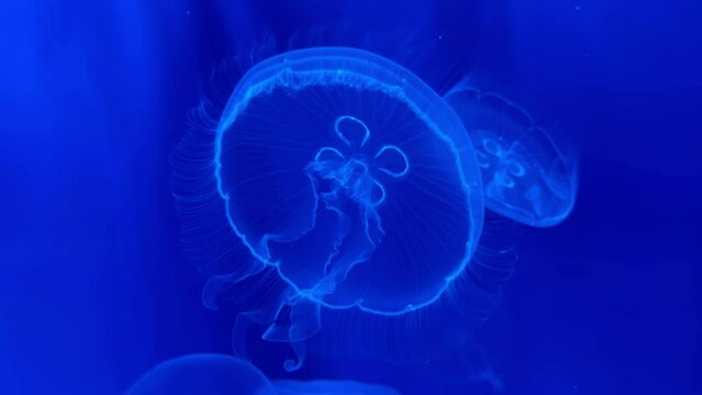 Beautiful transparent jellyfish swimming in seawater moving gently