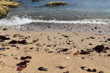 Fototapeta na wymiar 海藻の多い浜辺と透き通る海