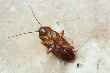dead cockroach on the floor
