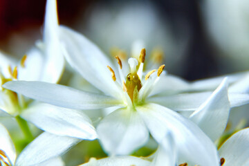 detálleles de los pistilos y pétalos de un hermoso lirio en plena floración de primavera