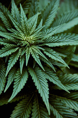 planta de cannabis medicinal a punto de su floración 