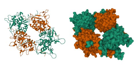 Oligomeric structure of the DUSP domain octamer of human USP15. 3D cartoon and Gaussian surface models, chain id color scheme, PDB 3lmn, white background