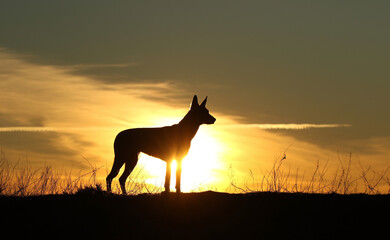 Dog silhouette on sunset background, Belgian shepherd malinois, beautiful dog stands alone
