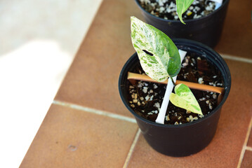 Fresh Leaf of epipremnum pinnatum marble plant in a pot  