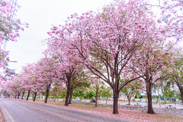 Pink trumpet tree row with Mist in sunrise time / Pink trumpet with sunrise