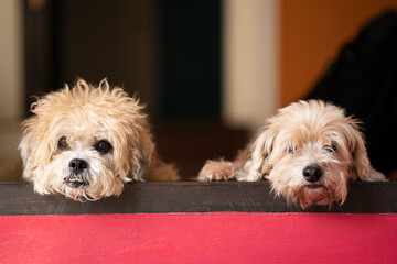 Two dogs waiting or sleeping for someone in a house