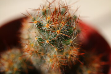 Mammillari elongata Mamilaria kaktus cactus