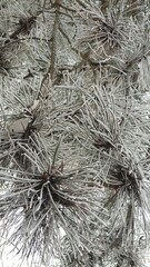 Winter landscape. Pine needles covered with snow, close-up