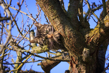 A tabby cat sitting in the tree and looking alert and curious. Tree branches with blue sky. 