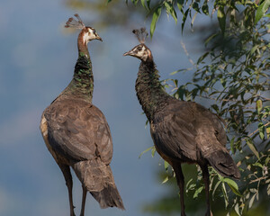 A pair of Indian peafowls in the jungles of Eastern Himalayas in India.
