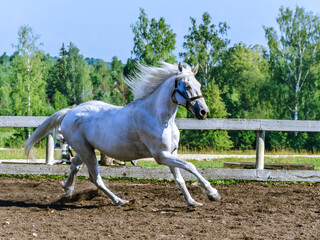 Obraz na płótnie Canvas A white horse walks on a dressage in a horse paddock near the stable on a warm summer day in the manor of Marino, Leningrad region, Russia.