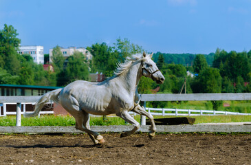 A white horse walks on a dressage in a horse paddock near the stable on a warm summer day in the...