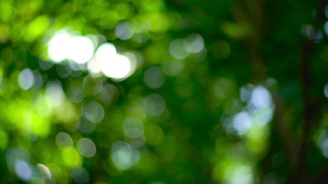 Green tree blurred bokeh background