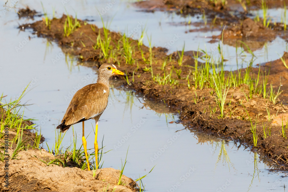 Sticker Wattled lapwing standing at the water on a mudflats