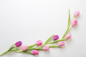 pink tulips on white background - obrazy, fototapety, plakaty