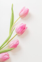 pink tulips on white background