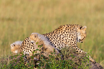 Curious Cheetah cubs with their mother
