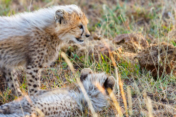Two young Cheetah cubs on the African savannah