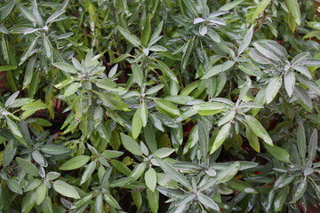 Szałwia lekarska sage Salvia officinalis herbs - obrazy, fototapety, plakaty