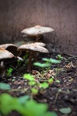 A forest brown mushroom in a natural background . High quality photo, Armillaria mellea, commonly known as honey fungus, is a basidiomycete fungus in the genus Armillaria. Beautiful edible mushroom.