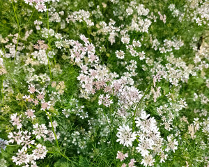Coriander is an annual herb in the family Apiaceae. It is also known as Chinese parsley, dhania, or...